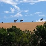 Eyre Peninsula