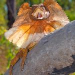 Litchfield National Park