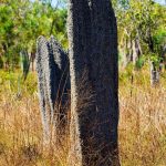 Litchfield National Park