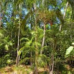 Litchfield National Park