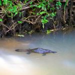 North Queensland