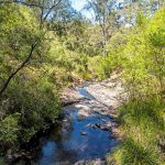 Karri Forest Explorer