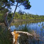 Karri Forest Explorer