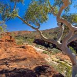 alice springs